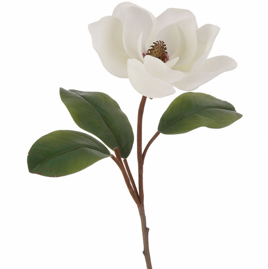 Magnolia Stem