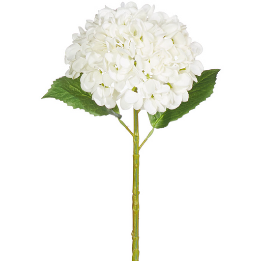 White Hydrangea